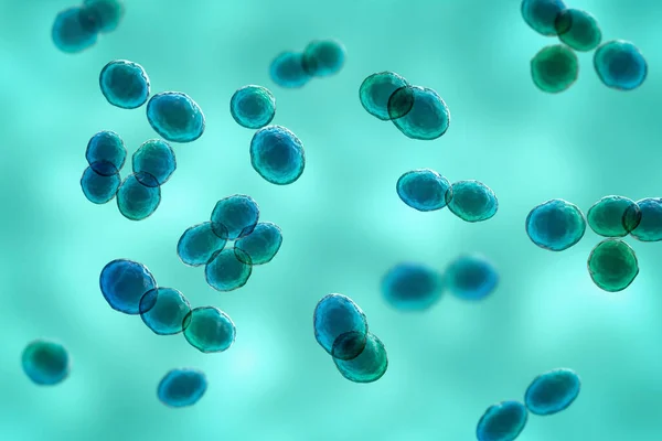 Bacteria Lactococcus Illustration Gram Positive Cocci Lactic Acid Bacteria Used — Stock Photo, Image
