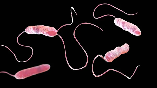 Bakterie Stenotrophomonas Maltophilia Ilustracja Bakterie Gram Ujemne Wywołujące Zakażenia Szpitalne — Zdjęcie stockowe