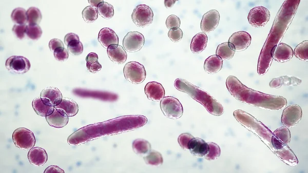 Βακτήρια Διαφόρων Σχημάτων Τρισδιάστατη Απεικόνιση Κοκκία Σχήμα Ράβδου Βακτήρια — Φωτογραφία Αρχείου