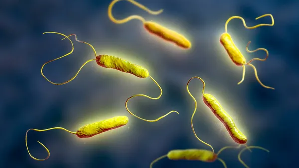 Bacteria Stenotrophomonas Maltophilia Illustration Gram Negative Bacilli Cause Nosocomial Infections — Stock Photo, Image