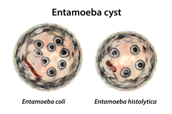 Entameba Protozanの嚢胞 3Dイラスト エンタメバ大腸菌とE Histlityca — ストック写真