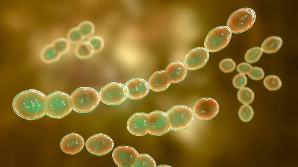 Bacterias Leuconostoc Ilustración Las Bacterias Del Ácido Láctico Coccoide Que — Foto de Stock