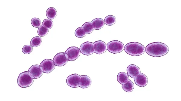 Leuconostoc Βακτήρια Εικονογράφηση Κοκκοειδή Βακτήρια Γαλακτικού Οξέος Που Βρίσκονται Φυτά — Φωτογραφία Αρχείου