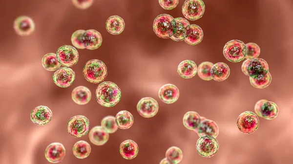 Bakterier Pediococcus Illustration Grampositiva Kocker Associerade Med Infektioner Hos Patienter — Stockfoto