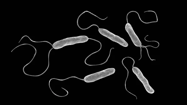 細菌Stenotrophmonas Maltophilia 3Dイラスト 非社会的感染症 心内膜炎 創傷感染症 細菌学などを引き起こすグラム陰性菌 — ストック写真