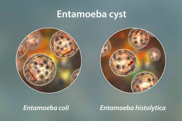 Entameba Protozanの嚢胞 3Dイラスト エンタメバ大腸菌とE Histlityca — ストック写真