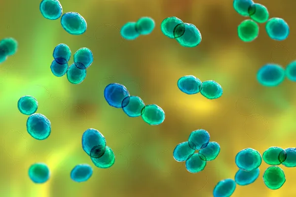 Bacteria Lactococcus Ілюстрація Грам Позитивні Коки Молочні Кислоти Використовуються Молочній — стокове фото