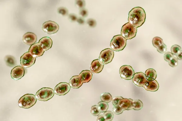 Leuconostoc細菌 3Dイラスト 発酵乳の製造に使用される植物に見られるコココイド乳酸細菌は 髄膜炎 尿路感染症および肺感染症を引き起こす可能性がある — ストック写真