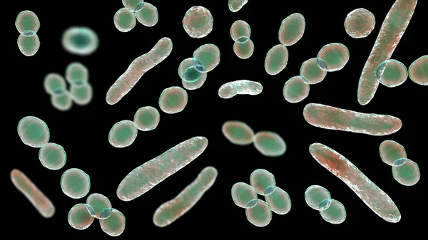 Bacterias Diferentes Formas Ilustración Cocos Bacterias Forma Varilla — Foto de Stock