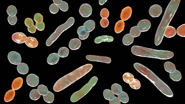 Bactéries Formes Différentes Illustration Cocci Bactéries Forme Tige — Photo