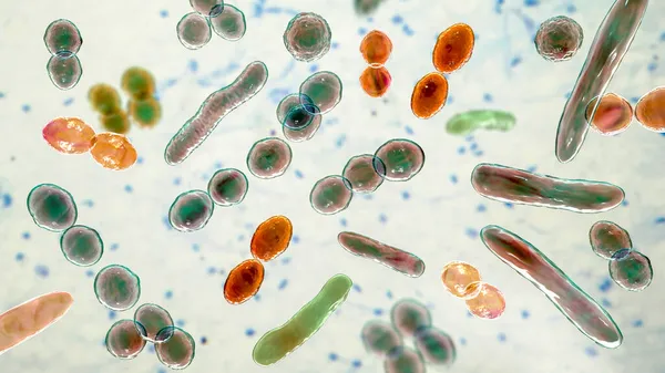 Бактерии Разной Формы Иллюстрация Cocci Палочковидные Бактерии — стоковое фото