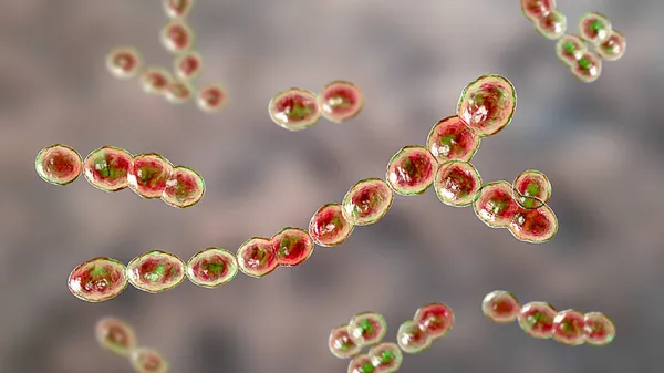 Leuconostoc bacteria, 3D illustration. Coccoid lactic acid bacteria, found on plants, used for production of fermented milk, can cause meningitis, bacteremia, urinary tract and pulmonary infections