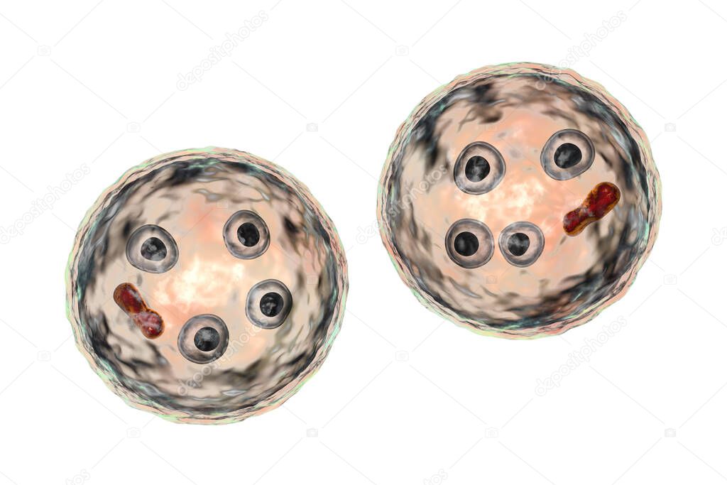 Cysts of Entamoeba histolityca, 3D illustration. Parasitic ameba, the causative agent of amebic dysentery and extraintestinal amebiasis