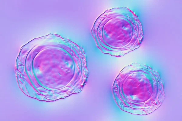 Ascaris Lumbricoides Большой Гринд Оплодотворенная Яйцеклетка Трехмерная Иллюстрация — стоковое фото
