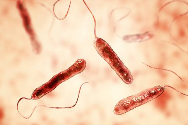 Hareketli kırbaçlanmış bakterinin bilimsel görüntüsü. Bakteri Stenotrophomonas maltophilia, 3 boyutlu illüstrasyon. Burun enfeksiyonlarına, endokardite, yara enfeksiyonlarına, bakterilere ve diğer hastalıklara neden olan bakteriler.