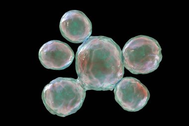 Mantar Paracoccidioides lutzii, Brezilya ve Ekvador 'da bulunan paraksidiyoidomikoza neden olan dimorfik bir mantar. Mantarın karakteristik morfolojisini gösteren 3 boyutlu bilimsel illüstrasyon