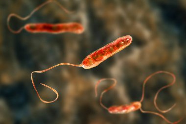 Hareketli kırbaçlanmış bakterinin bilimsel görüntüsü. Bakteri Stenotrophomonas maltophilia, 3 boyutlu illüstrasyon. Burun enfeksiyonlarına, endokardite, yara enfeksiyonlarına, bakterilere ve diğer hastalıklara neden olan bakteriler.