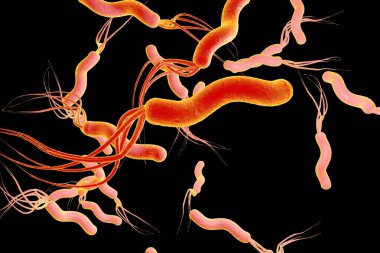 Mide ve duodenal ülsere neden olan Helicobacter pillori, bakterisinin 3 boyutlu çizimi