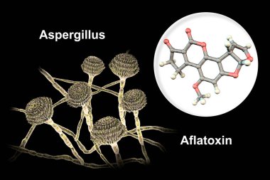 Fungi Aspergillus producing Aflatoxin B1, a potent carcinogen, 3D illustration. These fungi often contaminate corn, peanuts, cottonseed meal and other grains clipart