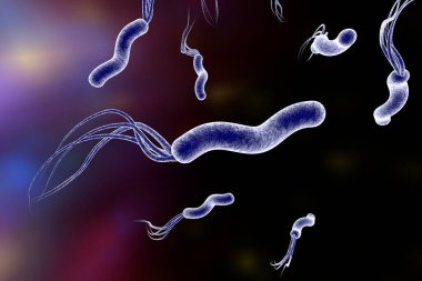 Mide ve duodenal ülsere neden olan Helicobacter pillori, bakterisinin 3 boyutlu çizimi