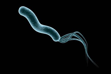 Mide ve duodenal ülsere neden olan Helicobacter pillori, bakterisinin 3 boyutlu çizimi