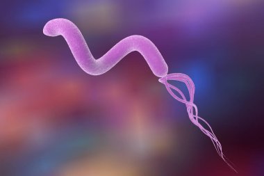 Mide ve duodenal ülsere neden olan Helicobacter pillori, bakterisinin 3 boyutlu çizimi