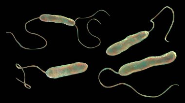 Hareketli kırbaçlanmış bakterinin bilimsel görüntüsü. Bakteri Stenotrophomonas maltophilia, 3 boyutlu illüstrasyon. Burun enfeksiyonlarına, endokardite, yara enfeksiyonlarına, bakterilere ve diğer hastalıklara neden olan bakteriler.