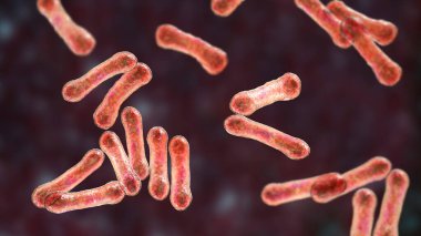 Corynebacterium 'un bilimsel görüntüsü karakteristik morfolojilerini gösteriyor, çubuk şekilli bakteriler daha geniş uçlu ve kulüp şekilli, 3 boyutlu çizimler. C. diphtheriae ve diğer şeyler.