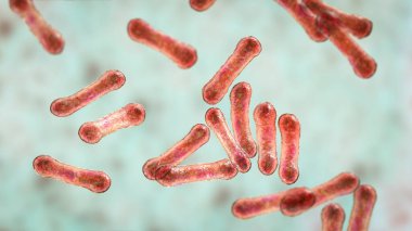 Corynebacterium 'un bilimsel görüntüsü karakteristik morfolojilerini gösteriyor, çubuk şekilli bakteriler daha geniş uçlu ve kulüp şekilli, 3 boyutlu çizimler. C. diphtheriae ve diğer şeyler.