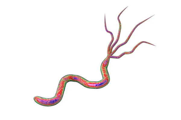 Illusztráció Helicobacter Pylori Baktérium Okozza Gyomor Nyombélfekély Izolált Fehér Alapon — Stock Fotó