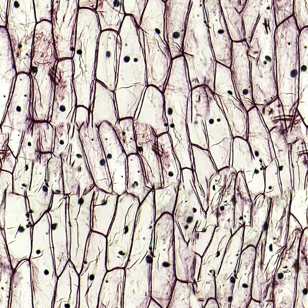 タマネギ表皮マイクログラフからのシームレスな背景 顕微鏡的研究シームレスなテクスチャ — ストック写真