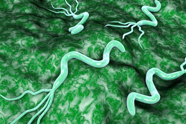 Mide ve duodenal ülsere neden olan Helicobacter pillori, bakterisinin 3 boyutlu çizimi