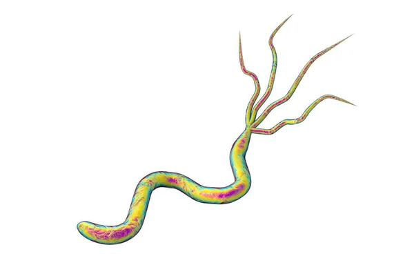 Illustrazione Helicobacter Pylori Batterio Che Causa Ulcera Gastrica Duodenale Isolata — Foto Stock