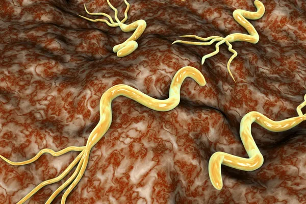 Ilustración Helicobacter Pylori Bacteria Que Causa Úlcera Gástrica Duodenal —  Fotos de Stock