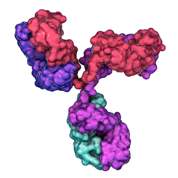 Modèle Moléculaire Anticorps Participant Défense Immunitaire Molécule Immunoglobuline Illustration — Photo