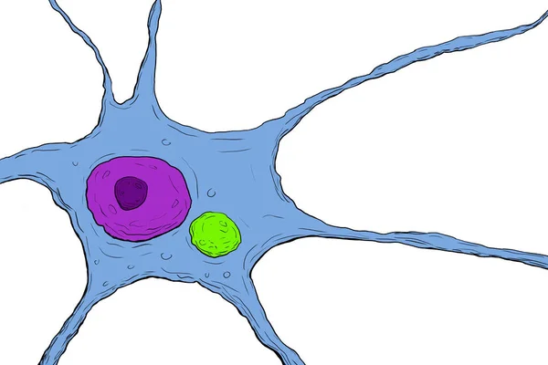 Neurons in rabies disease. Scientific image showing presence of Negri body (light green) in the cytoplasm of a neuron infected with rabies virus. Scientific illustration in hand drawing style
