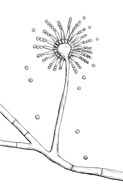 Fungi Aspergillus, black mold that produce aflatoxins and cause pulmonary infection aspergillosis, scientific computer illustration in hand drawing style. Aspergillus niger, A. versicolor and other