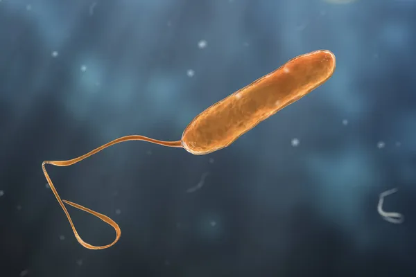 Wissenschaftliche Darstellung Von Beweglichen Geißelten Bakterien Bakterium Stenotrophomonas Maltophilia Illustration — Stockfoto