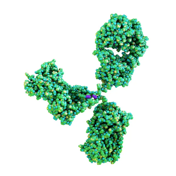 免疫防御に関与する抗体の分子モデル 白色の背景に単離された免疫グロブリン分子 3Dイラスト — ストック写真