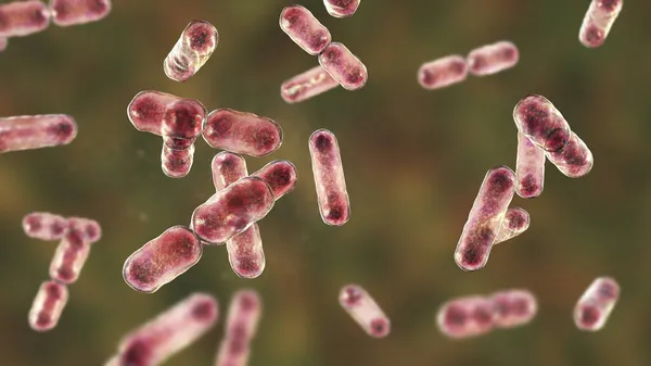 Naukowy Wizerunek Bakterii Bakteroidy Gram Ujemne Bakterie Beztlenowe Jeden Głównych — Zdjęcie stockowe
