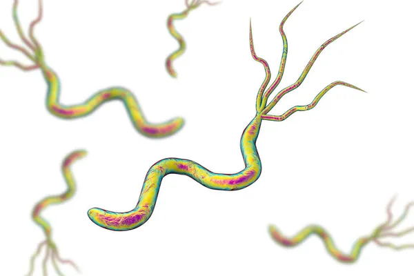 Illusztráció Helicobacter Pylori Baktérium Okozza Gyomor Nyombélfekély Izolált Fehér Alapon — Stock Fotó