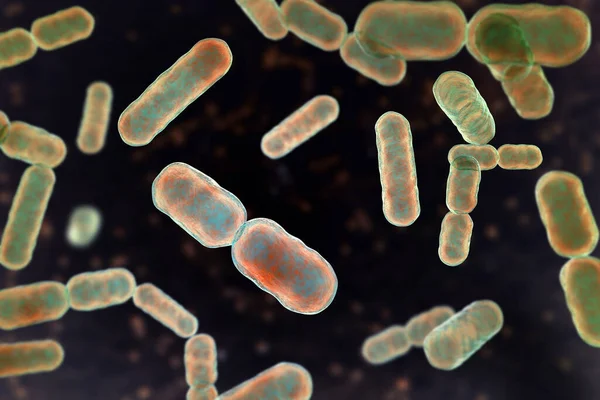 Bakteriler Bakteriler Bakteriler Diğer Bakteriler Gram Negatif Anaerobik Bakteriler Insan — Stok fotoğraf