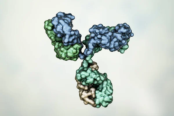 Modelo Molecular Anticorpos Que Participam Defesa Imunológica Molécula Imunoglobulina Ilustração — Fotografia de Stock