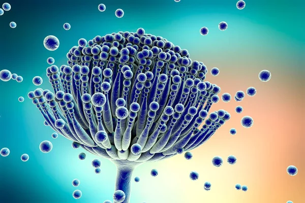 Μύκητες Μαύρης Μούχλας Aspergillus Που Παράγουν Αφλατοξίνες Και Προκαλούν Πνευμονική — Φωτογραφία Αρχείου