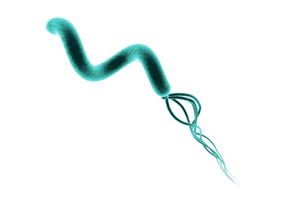 Ilustracja Helicobacter Pylori Bakterii Która Powoduje Wrzody Żołądka Dwunastnicy Izolowane — Zdjęcie stockowe