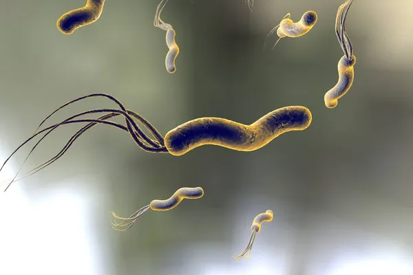 Illustration Helicobacter Pylori Bakterie Der Forårsager Mavesår Duodenalt Ulcus - Stock-foto