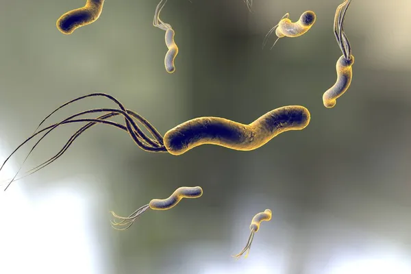 Ilustración Helicobacter Pylori Bacteria Que Causa Úlcera Gástrica Duodenal — Foto de Stock