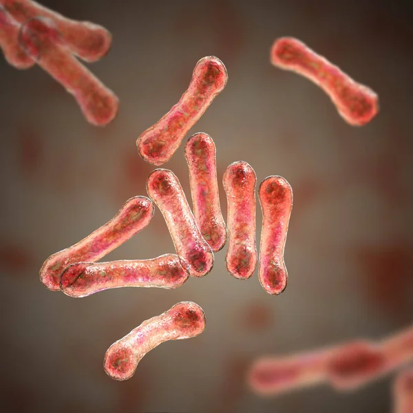 Научное Изображение Бактерий Corynebacterium Характерной Морфологией Палочкообразные Бактерии Широкими Концами — стоковое фото
