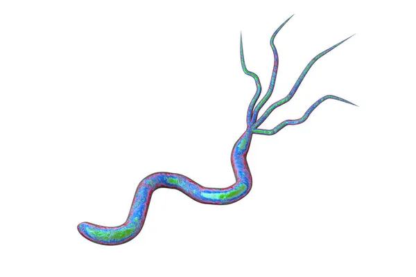 Illustration Helicobacter Pylori Bactérie Responsable Ulcère Gastrique Duodénal Isolé Sur — Photo