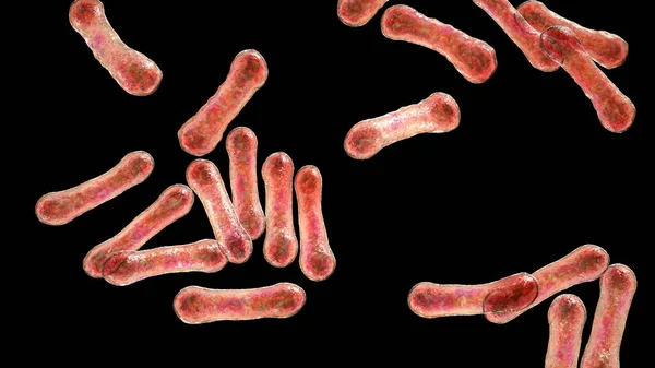 Scientific Image Bacteria Corynebacterium Showing Characteristic Morphology Rod Shaped Bacteria — Stock Photo, Image